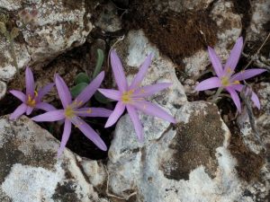 IMG_20171109_123234